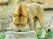 African lion drinking water
