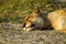 African Lion at Eye Level