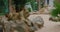 African lion family resting. Close up of cute lioness. Predator looking at the camera. Good conditions for keeping