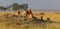 African lion family on watch on a knoll at sunset