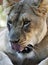 An African Lion Female Licking Her Chops