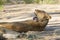 African Lion female (Panthera leo) South Africa