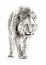 African lion going in savannah digital sketch