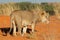 African lion - Kalahari desert