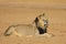 African lion - Kalahari desert