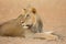 African lion - Kalahari desert