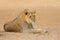 African lion - Kalahari desert