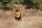 African lion. Kgalagadi black mane lion. African danger animal, Panthera leo, detail of big, Botswana, Africa. Cats in nature