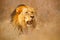 African lion. Kgalagadi black mane lion. African danger animal, Panthera leo, detail of big, Botswana, Africa. Cats in nature