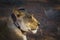 African lion in Kgalagadi transfrontier park, South Africa