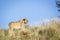 African lion in Kgalagadi transfrontier park, South Africa