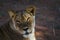 African lion in Kgalagadi transfrontier park, South Africa