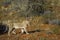 African lion in Kgalagadi transfrontier park, South Africa