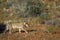 African lion in Kgalagadi transfrontier park, South Africa