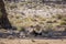 African lion in Kgalagadi transfrontier park, South Africa