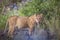 African lion in Kruger National park, South Africa