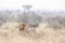 African lion in Kruger National park, South Africa