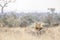 African lion in Kruger National park, South Africa