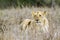 African lion in Kruger National park, South Africa