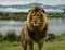 African lion at lake in Serengeti