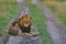 African lion lies on the road in Okavango delta, Botswana, Africa. Animal behaviour in the nature habitat, dangerous Africa.