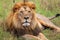 an african lion lounging on the savannah grass