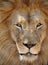 African lion male adult full frame, africa