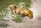 An African Lion male is drinking from a small water puddle in the savannah of the Etosha National park in northern Namibia