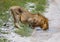 An African Lion male is drinking from a small water puddle in the savannah of the Etosha National park in northern Namibia