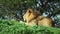 African lion male lies on the grass and looks straight.