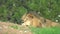 African Lion male lies on the grass and looks straight.