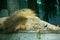 African lion mane sleeping Naples zoo Florida