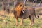 African lion. Masai Mara, Kenya. Africa