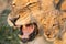 African Lion Mother and Cub (Panthera leo) South Africa(Panthera leo) South Africa