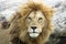 African lion (Panthera leo)