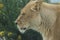 African Lion - Panthera leo