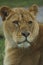 African Lion - Panthera leo