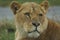 African Lion - Panthera leo