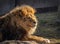 African lion, Panthera leo bleyenberghi, front portrait imposing feline