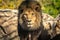 African lion, Panthera leo bleyenberghi, front portrait imposing feline