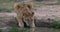 African lion, panthera leo, cub drinking at the water hole, Nairobi Park in Kenya, Real Time