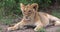 African Lion, panthera leo, Cub Yawning, Masai Mara Park in Kenya,