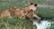 African Lion, panthera leo, Cubs drinking Water, Masai Mara Park in Kenya,