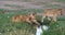 African Lion, panthera leo, cubs drinking Water, Masai Mara Park in Kenya,
