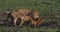 African Lion, panthera leo, Cubs drinking Water, Masai Mara Park in Kenya,