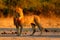 African lion, Panthera leo, detail portrait of big animal, evening sun, Chobe National Park, Botswana, South Africa. Big cat in th