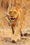 African lion, Panthera leo, detail portrait of big animal, evening sun, Chobe National Park, Botswana, South Africa. Female of