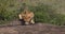 African Lion, panthera leo, Female drinking Water on Rock, Masai Mara Park in Kenya,