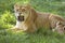 AFRICAN LION panthera leo, FEMALE GROWLING WITH BABY