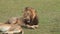 African Lion, panthera leo, Female laying down and Male Yawning, Masai Mara Park in Kenya,